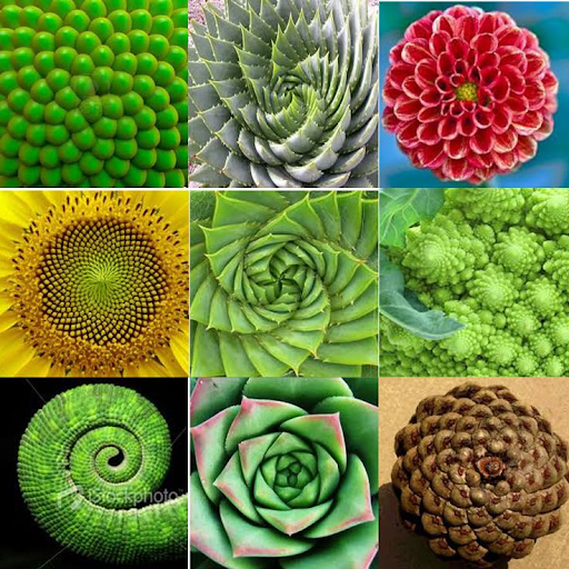 The Appearance of the Fibonacci Sequence in Nature