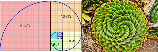 Why Does the Fibonacci Sequence Appear So Often in Nature? 6 white label seo programs